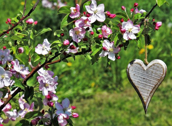 beautiful-flowers-gcf8e34e91_1920